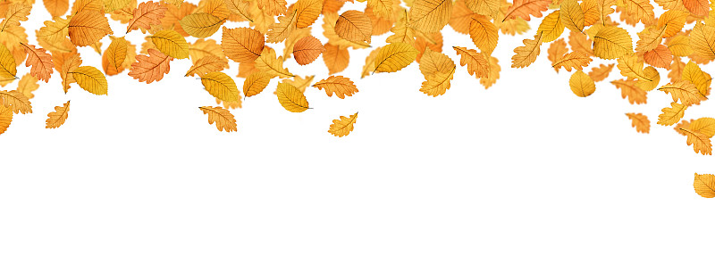 叶子,秋天,全景,宽屏,留白,褐色,水平画幅,形状,枝繁叶茂,干花