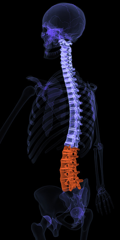 脊柱,荧光笔,动物脊椎骨,奎宁尾,胸椎,腰椎,尾骨,骶骨,颈椎