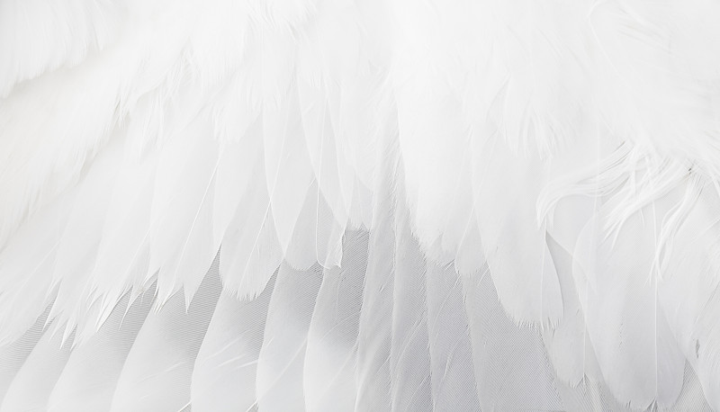 翅膀,特写,白色,翎毛,自然,式样,水平画幅,鸟类,抽象,动物身体部位