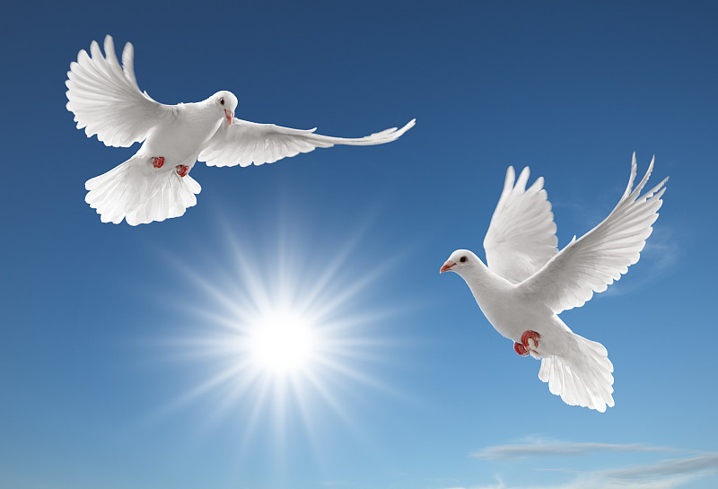 鸽子,两只动物,斑鸠,日冕,自然,天空,水平画幅,蓝色,符号,鸟类