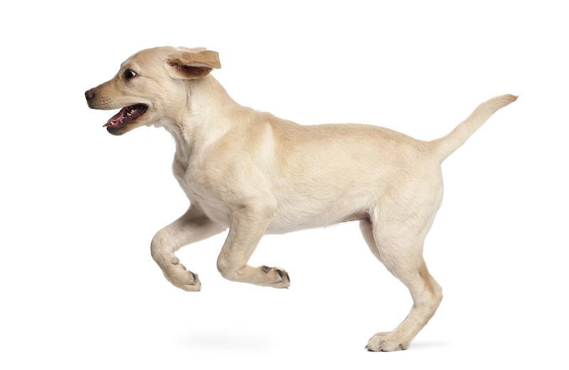 幼小动物,拉布拉多犬,3到4个月,水平画幅,无人,侧面像,白色背景,背景分离,一只动物,影棚拍摄