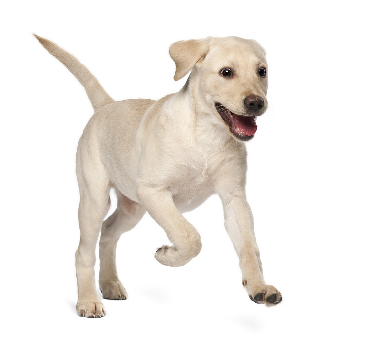 拉布拉多犬,幼小动物,3到4个月,宠物,白色背景,背景分离,室内,图像,脊椎动物,狗