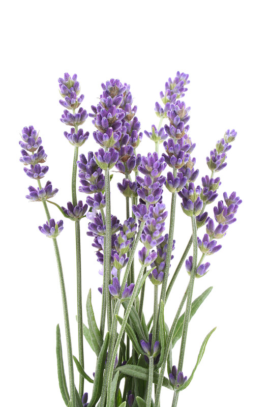 熏衣草,植物,紫色,特写,薰衣草色,花束,白色背景,自然,垂直画幅,美