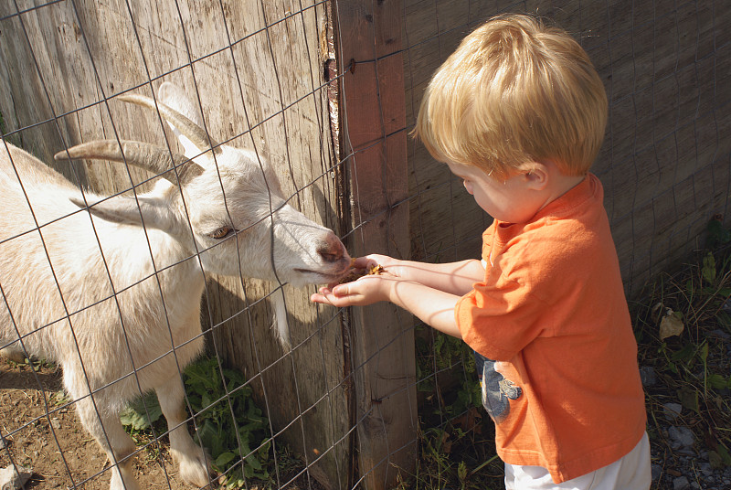 山羊,金色头发,水平画幅,橙色,手,部分,农场,男孩,篱笆