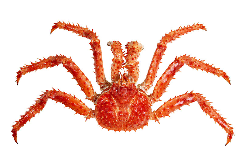 螃蟹,巨大的,荆棘,白色背景,爪,澳大利亚巨蟹,马蹄型蟹,蟹腿,海产,清新