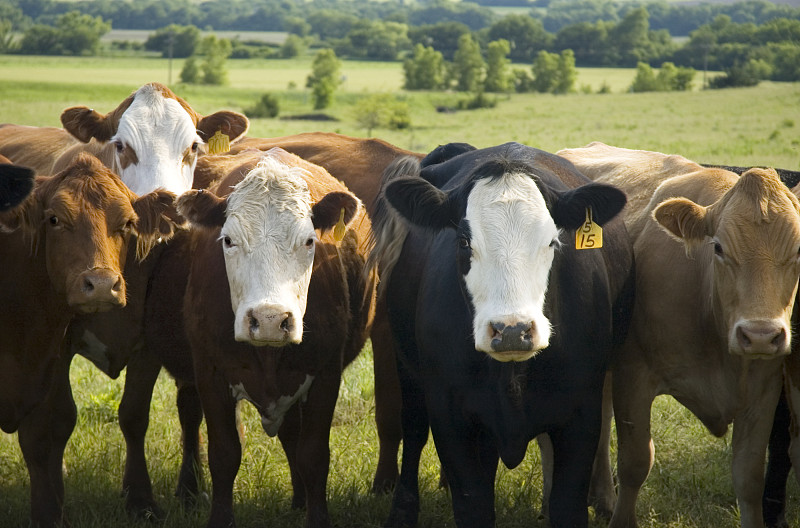 母牛,牧场,肉牛,阿伯丁安格斯牛,牛,赫里福牛,杂种奶牛,家牛,内布拉斯加,正面视角