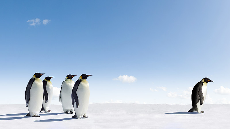 帝企鹅,自然,天空,野生动物,水平画幅,雪,无人,蓝色,鸟类,企鹅