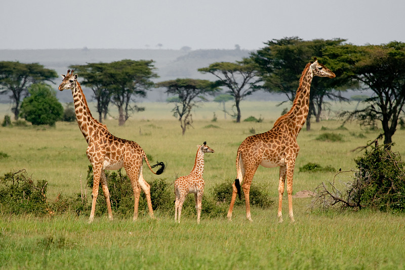 长颈鹿,三个物体,小山羊,父母,小长颈鹿,塞伦盖蒂国家公园,三只动物,水平画幅,橙色,无人
