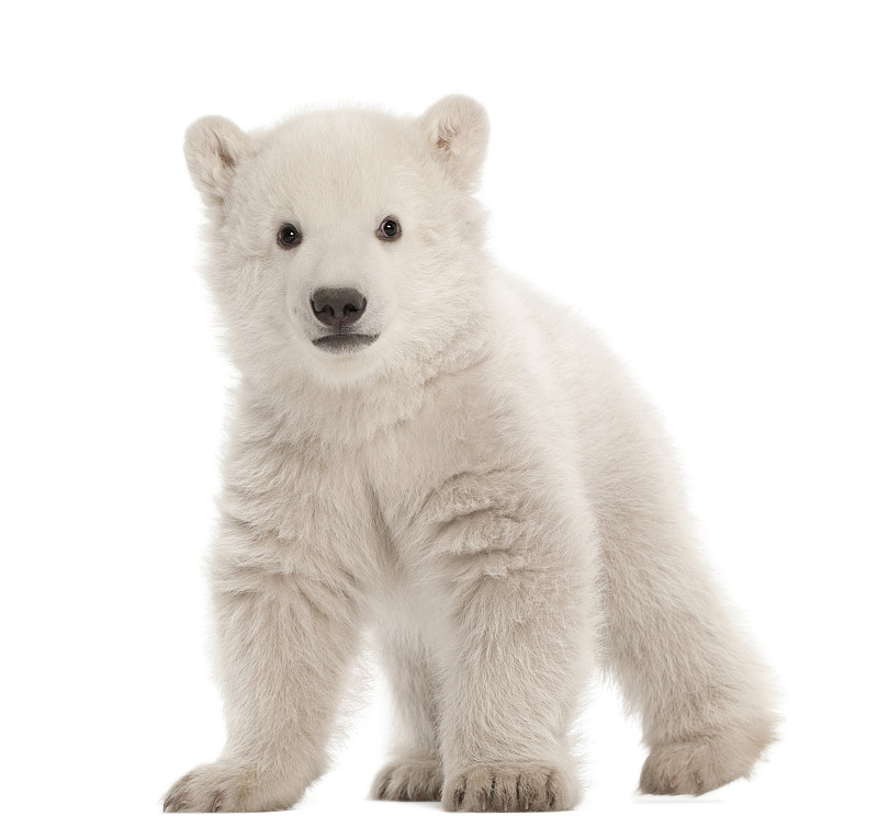 北极熊,小熊,南极洲,2到3个月,正面视角,水平画幅,注视镜头,无人,熊,哺乳纲