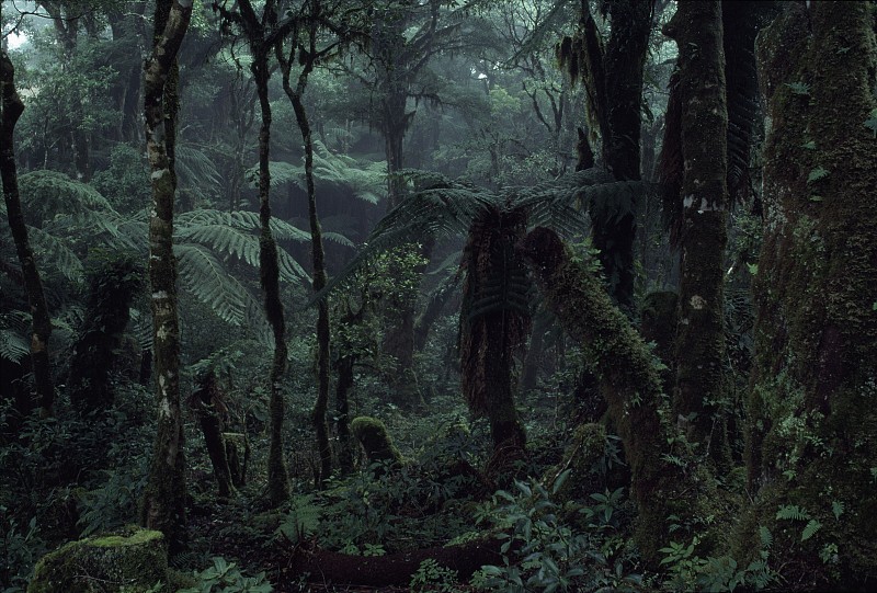 热带雨林,深的,水平画幅,无人,泥土,科学,干净,怪异,棕榈树,雨林