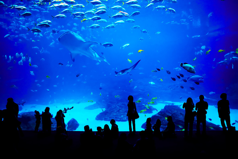 水族馆,亚特兰大,乔治亚州,最大,地球,水,美,水平画幅,透过窗户往外看,巨大的