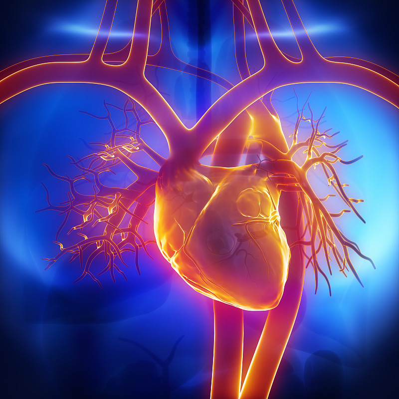 人类肺脏,人类心脏,主动脉,正面视角,冠状动脉,蓝色,x光片