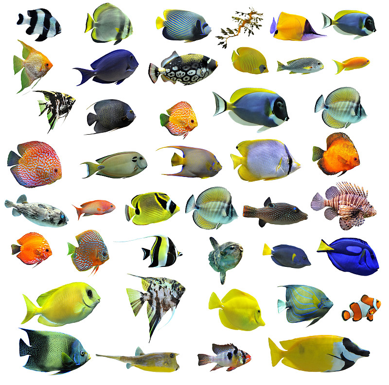 鱼类,色彩鲜艳,白色背景,多样,黄镊口鱼,热带鱼,海鱼,长角箱鲀,王刺蝶鱼,粉蓝颊纹鼻鱼