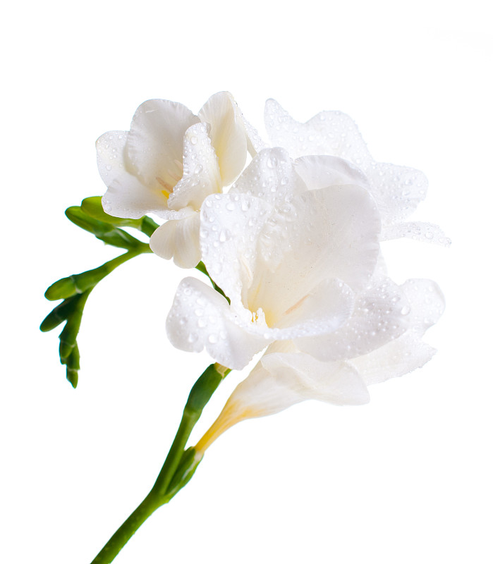 小苍兰,特写,白色,自然,垂直画幅,无人,湿,白色背景,背景分离,仅一朵花