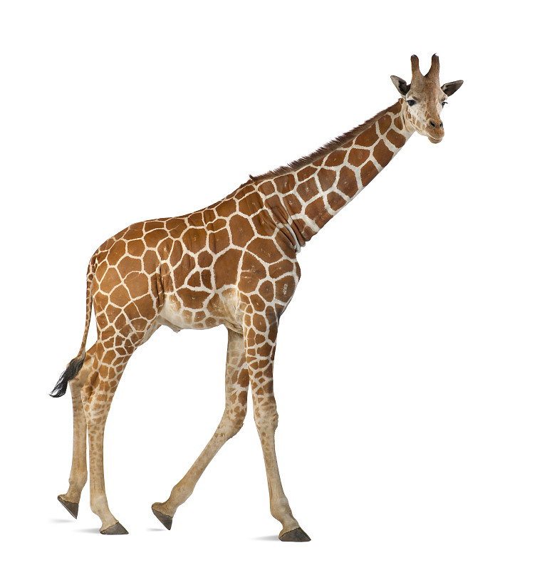 长颈鹿,网状长颈鹿,垂直画幅,褐色,式样,野生动物,无人,全身像,白色背景,背景分离