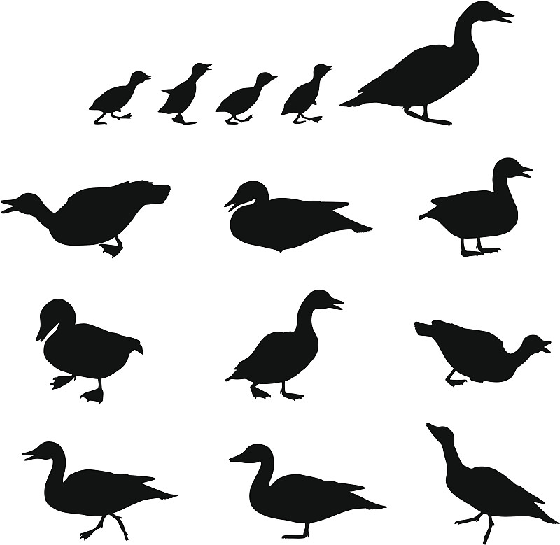 鸭子,陆地,小鸭子,鸭子肉,蹼足,无人,侧面像,家禽,绘画插图,鸟类