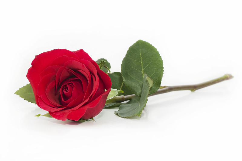 玫瑰,红色,一个物体,白色背景,自然,水平画幅,无人,背景分离,仅一朵花,单茎玫瑰