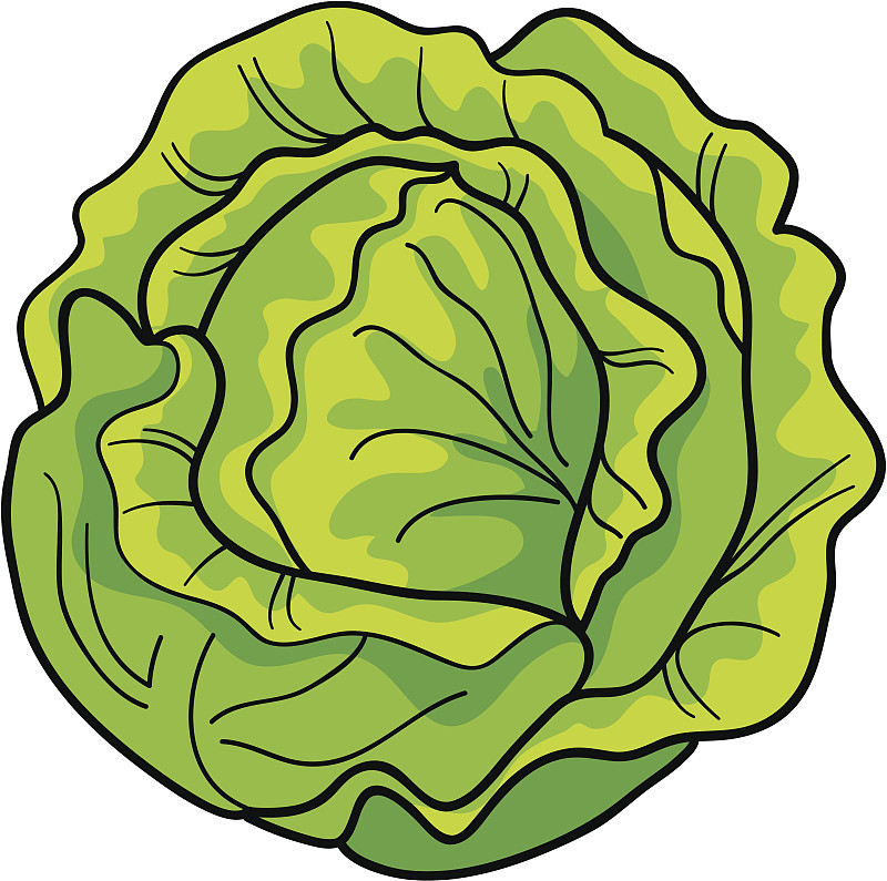 甘蓝,饮食,绿色,素食,十字花科,无人,绘画插图,卡通,莴苣