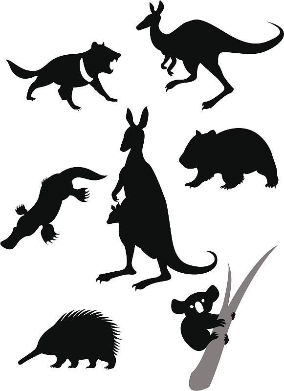 澳大利亚斗牛犬,动物主题,宠物,野生动物,图像,有袋亚纲,哺乳纲,无人,鸭嘴兽,袋獾