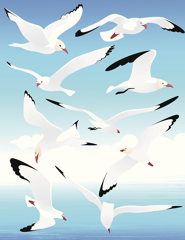 海鸥,海洋,水,天空,气候,绘画插图,鸟类,动物身体部位,野外动物,夏天