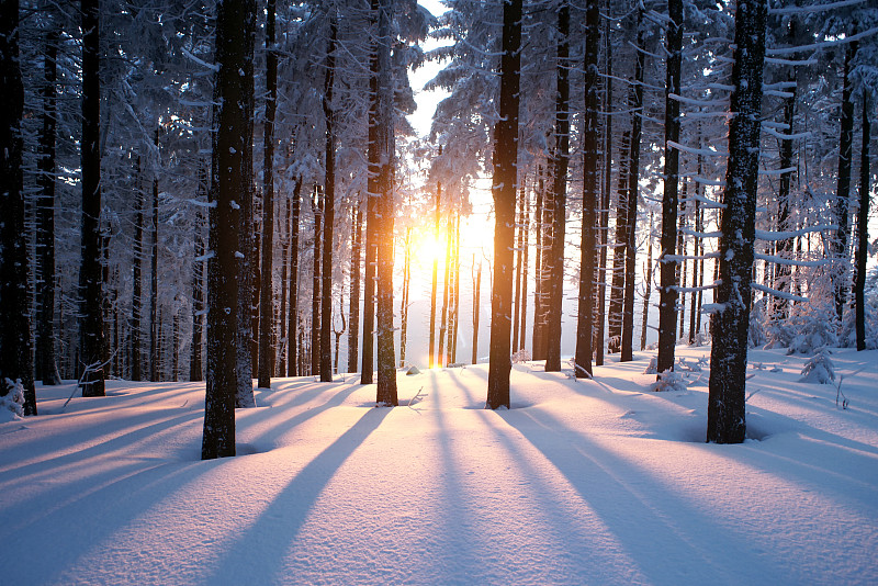 冬天,水平画幅,雪,无人,阴影,户外,树林,白色,十二月,阳光光束