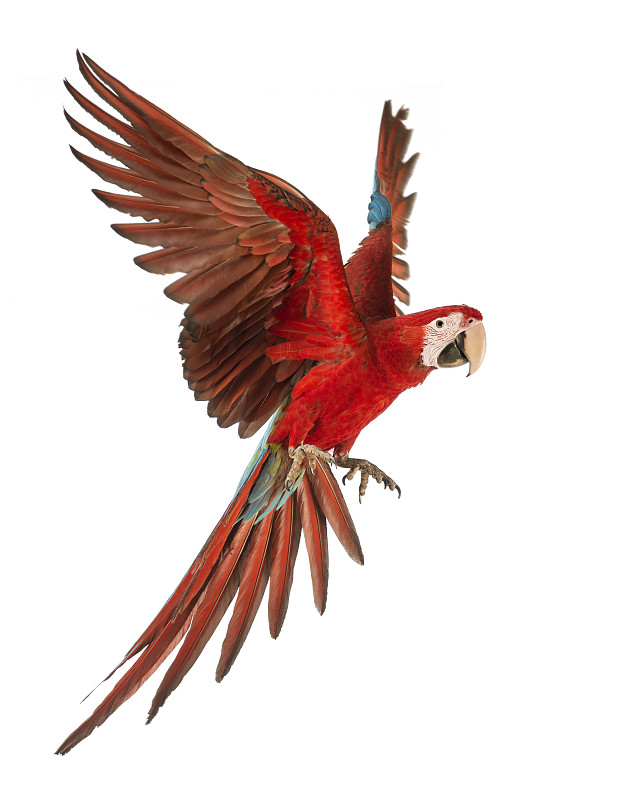 金刚鹦鹉,绿色,翅膀,鹦鹉,12到18个月,垂直画幅,无人,鸟类,动物身体部位,绿翅金刚鹦鹉