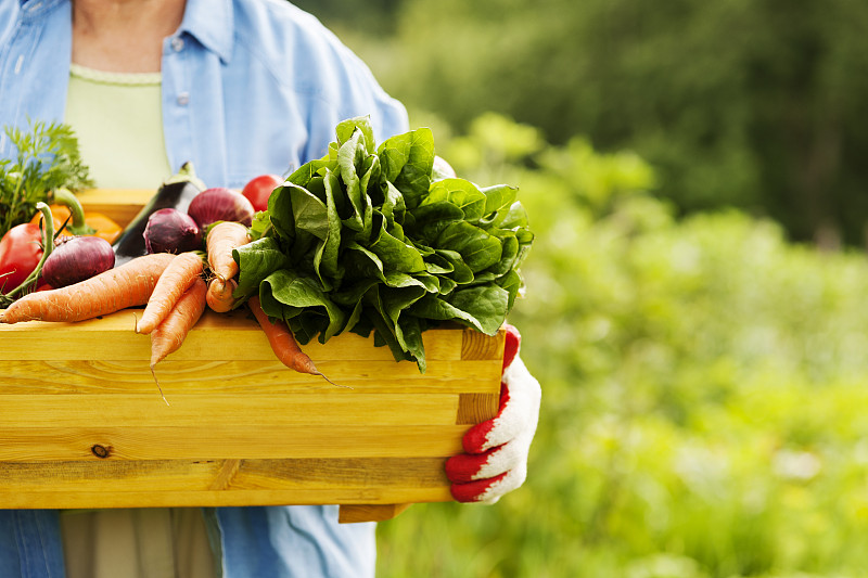 蔬菜,盒子,拿着,老年女人,菜园,农作物,有机食品,园艺,农业,农民