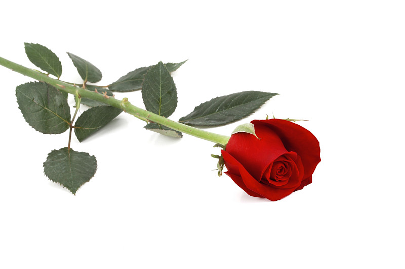 玫瑰,红色,单茎玫瑰,选择对焦,美,芳香的,水平画幅,无人,荆棘,特写