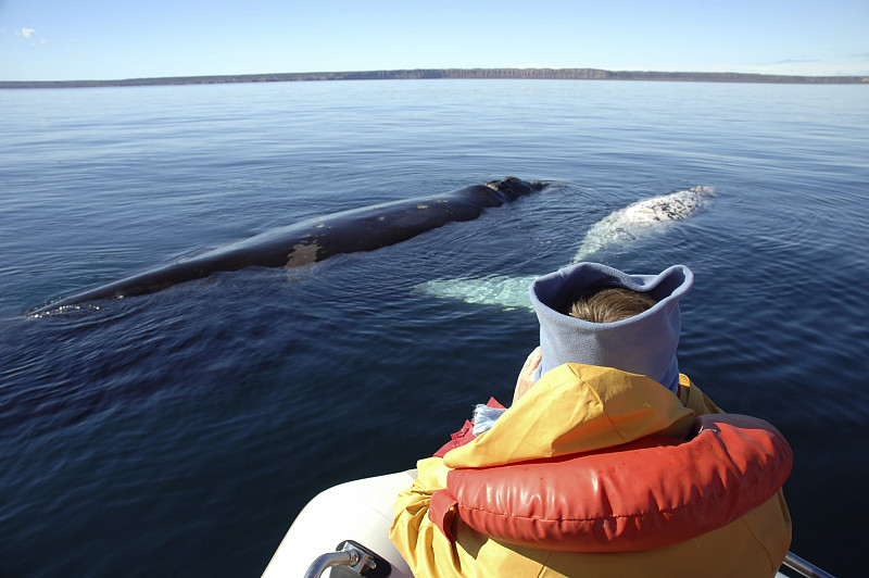 观看鲸鱼,幼鲸,瓦尔德斯半岛,白化病者,充气艇,南美,水,救生衣,水平画幅,水栖哺乳动物