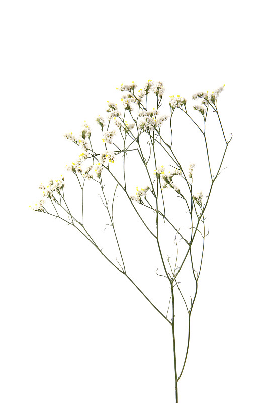 水香花菜,自然,垂直画幅,无人,枝,白色背景,背景分离,仅一朵花,摄影,花