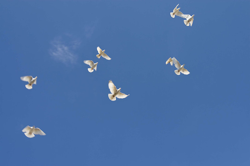 斑鸠,天空,水平画幅,蓝色,鸟类,动物身体部位,运动模糊,翅膀,一群鸟,白色