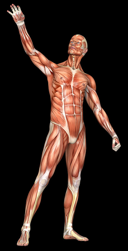 男人,人类肌肉,四头肌,三角肌,形态学,韧带,肌腱,胸肌