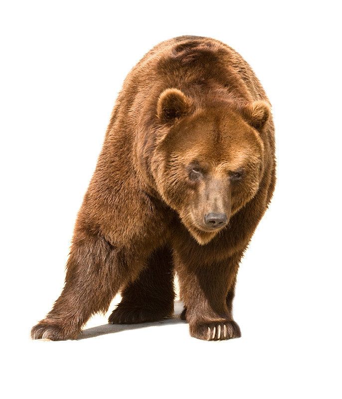 棕熊,熊,垂直画幅,正面视角,哺乳纲,褐色,动物,白色背景,背景分离,一只动物