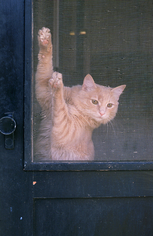 让我出去,屏风门,让,缅因库恩猫,垂直画幅,自由,猫,悬挂的,危险,小猫