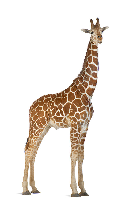 网状长颈鹿,长颈鹿,接力赛,垂直画幅,褐色,式样,野生动物,无人,全身像,白色背景