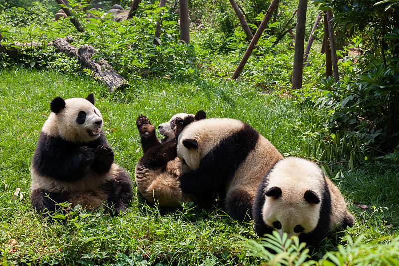 成都,熊猫,四川省,进行中,中国,非凡的,大熊猫,水平画幅,伴侣,户外