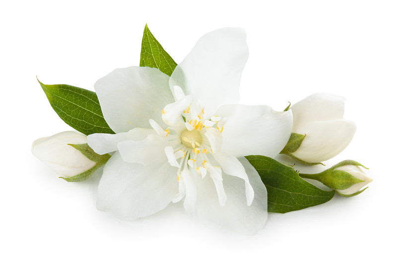 茉莉,仅一朵花,特写,自然,水平画幅,无人,白色背景,背景分离,花蕾,白色