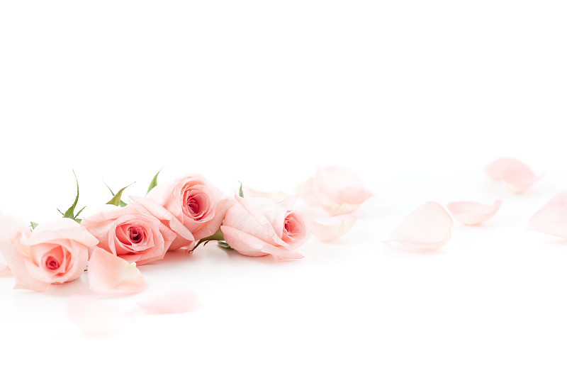 玫瑰,粉色,花瓣,玫瑰花瓣,柔焦,水平画幅,无人,白色背景,摄影,躺