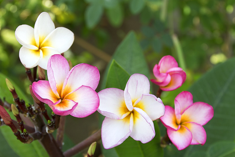 赤素馨花,芳香的,巴厘岛,spa美容,夏天,异国情调,仅一朵花,夏威夷大岛,花束,白色