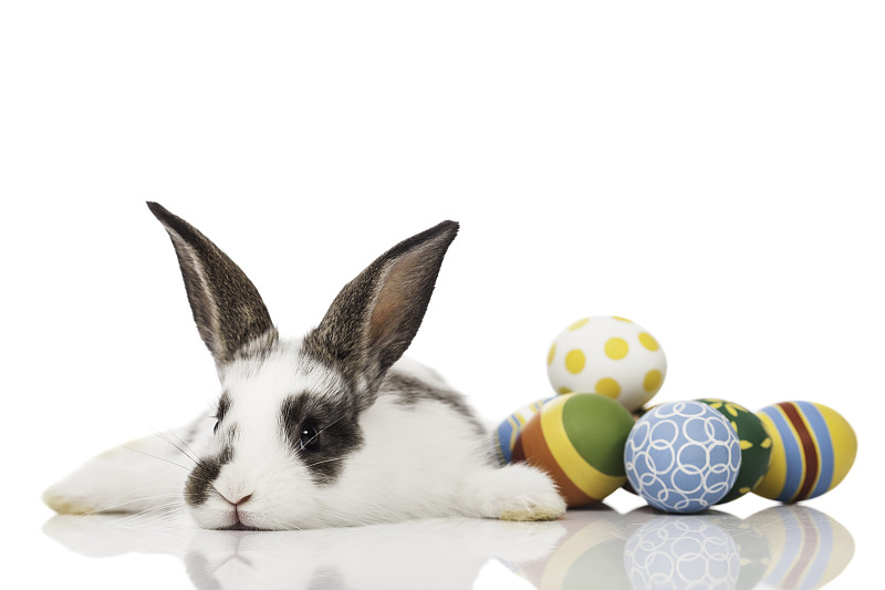 复活节兔子,卵,兔子,复活节,驯养动物,动物耳朵,正面视角,留白,小兔子,褐色