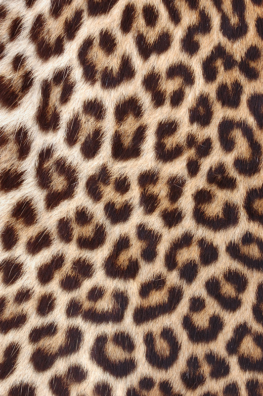 豹纹,牛皮,特写,非洲豹,美洲豹,垂直画幅,野生猫科动物,动物皮,猫科动物,抽象