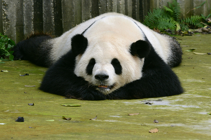 大熊猫,可爱的,熊猫,成都,四川省,选择对焦,水平画幅,动物身体部位,野外动物,户外