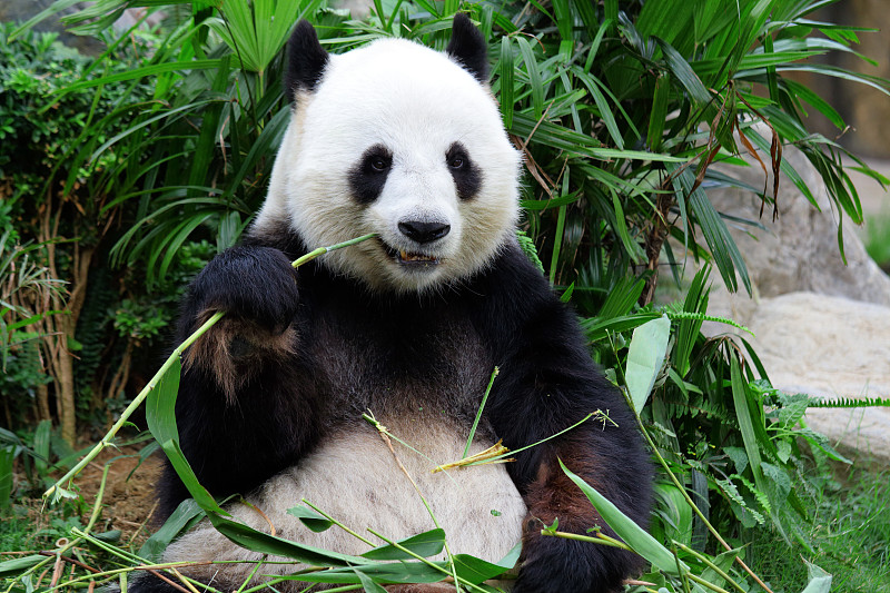 熊猫,竹子,巨大的,卧龙自然保护区,成都,动物园,脂肪细胞,后备运动员,公园,水平画幅