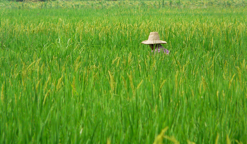 栽培植物,稻,野生米,野稻米,饮食,水平画幅,绿色,草帽,生食,户外