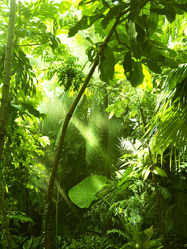 热带雨林,雨,日光,垂直画幅,气候,枝繁叶茂,无人,暴雨,夏天,户外