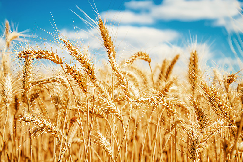 小麦,田地,天空,蓝色,黄金,夏天,干的,面包,工业,农作物