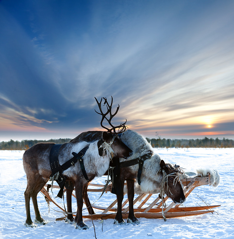 雪,马具,两只动物,拉普兰,芬兰,蹄,垂直画幅,动物身体部位,户外,哺乳纲