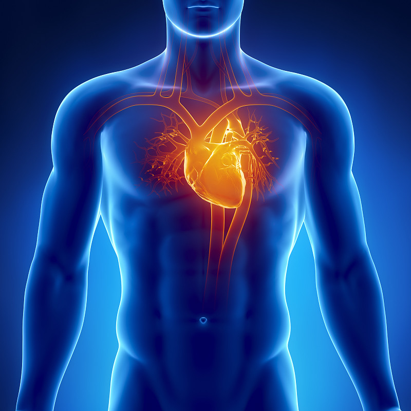 人类心脏,冠状静脉窦,冠状动脉,房室传导系统,x光片,x光,心肌层,心血管系统,主动脉