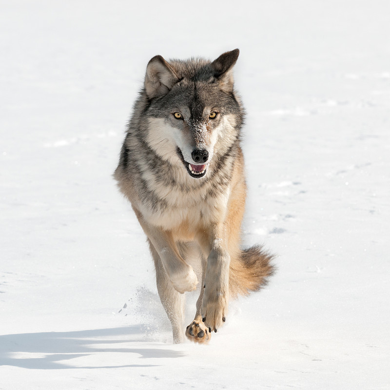 狼,灰狼,光学设备,灰色,自然,野生动物,雪,无人,运动模糊,野外动物