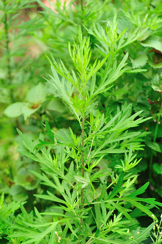 艾蒿,植物群,艾灸,紫苏,蒿属,哮喘,垂直画幅,枝繁叶茂,无人,东亚